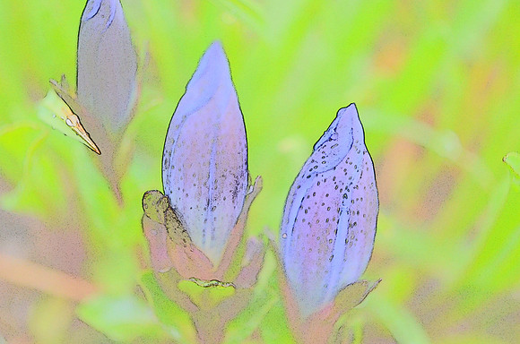 Bog Gentian sketch 055