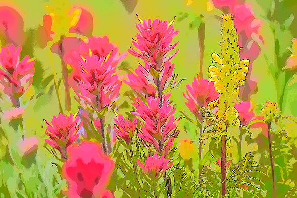Magenta 17