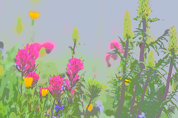 Magenta Paintbrush and Lousewort