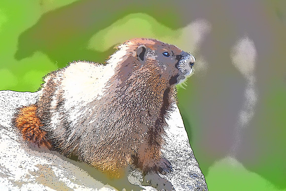 Marmot 4