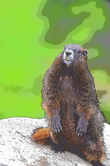 Marmot 5