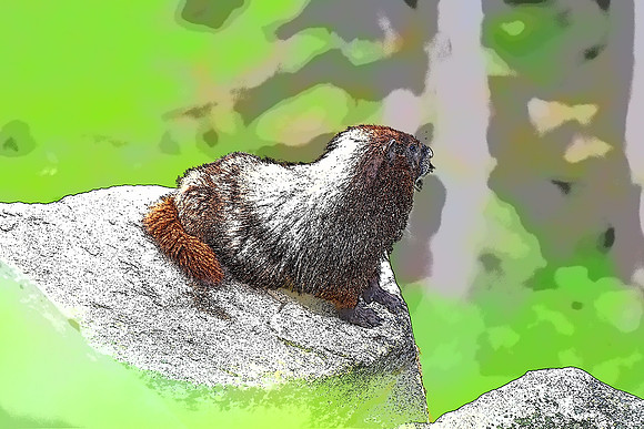 Marmot on a rock