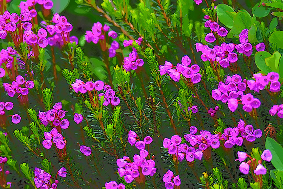Mountain Heather