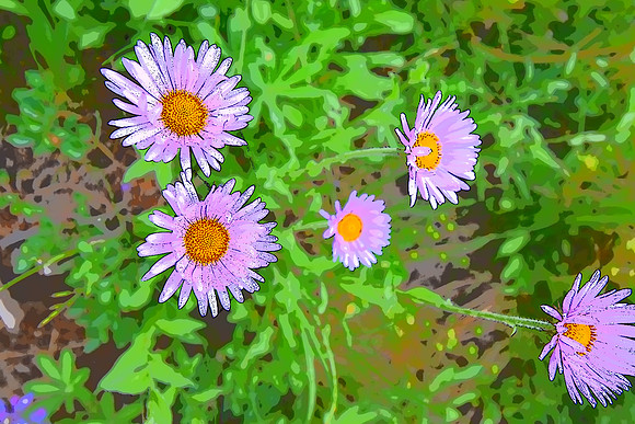 Mountain Daisy