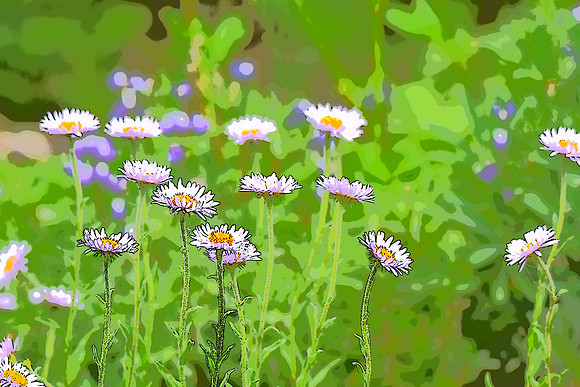 Mt Daisies