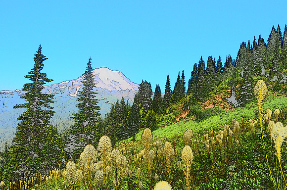 Beargrass