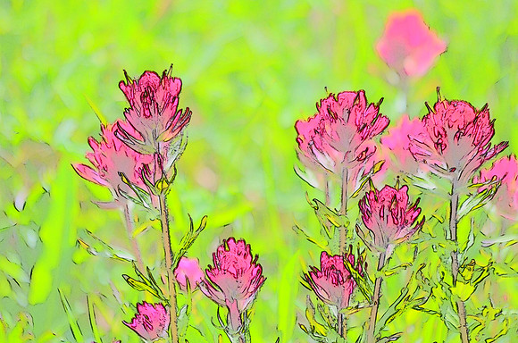 Magenta Paintbrush