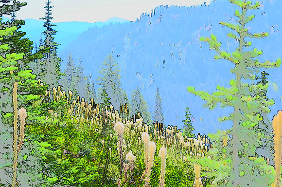 Beargrass