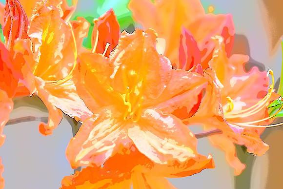 Orange Azalea PI