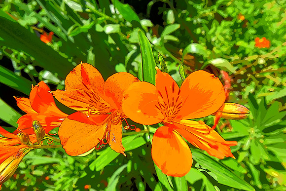 Orange Day Lily