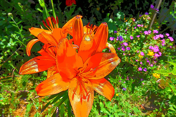 Orange lilies 7