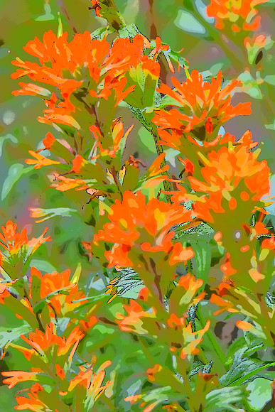 Orange Paintbrush 33