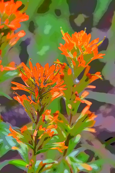 Orange Paintbrushc23