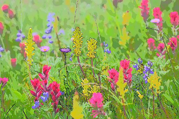 Paradise Meadows 14
