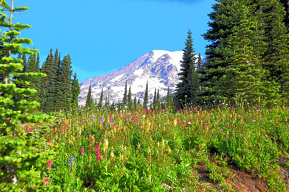 Paradise Subalpine Meadows with Rainier