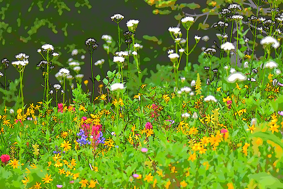 Paradise Meadows 22