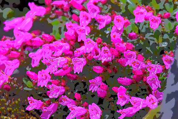 Penstemon 54