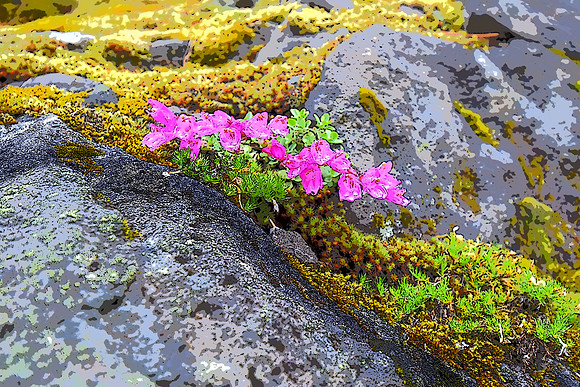 Penstemon 88
