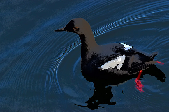 Pigeon Guillemot 5 PI
