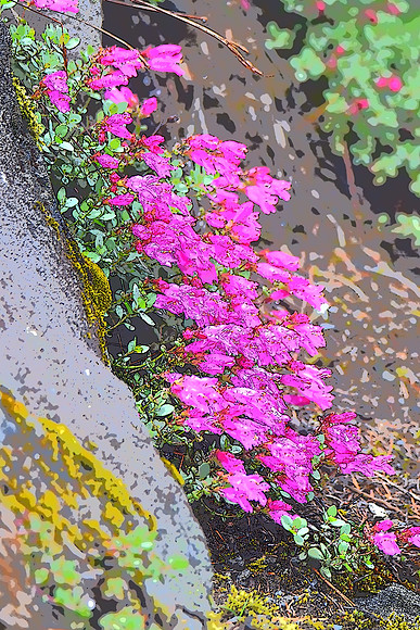 Penstemon