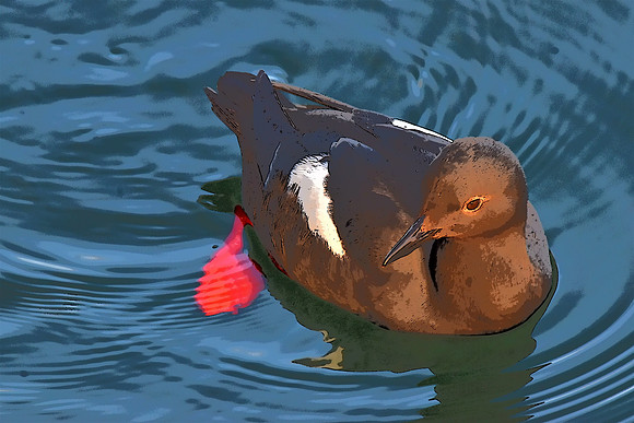 Pigeon Guillemot 6 PI