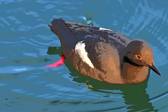 Pigeon Guillemot 7 PI