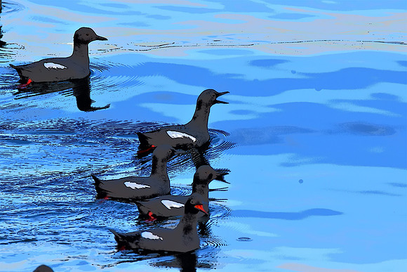 Pigeon Guillemot PI 4