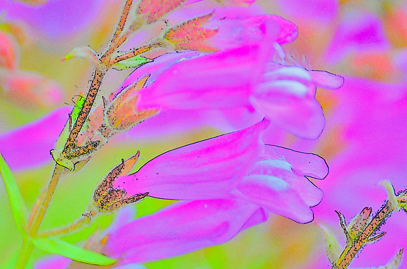 Penstemon Photo Sketch 2 A
