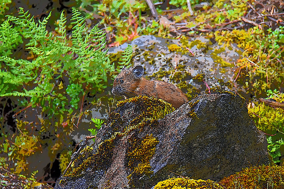 Pika PI