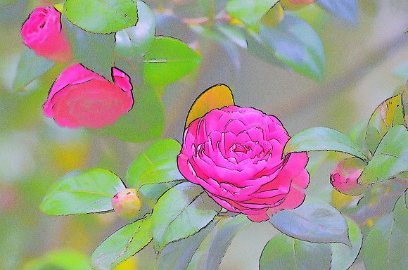 Pink camelia sketch 94