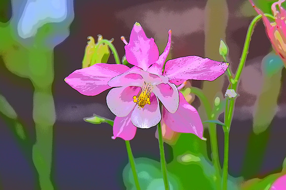 Pink Columbine PI