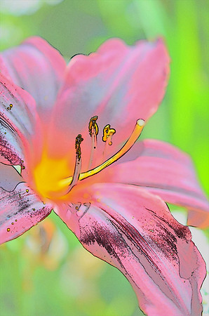 Pink lily sketch 2