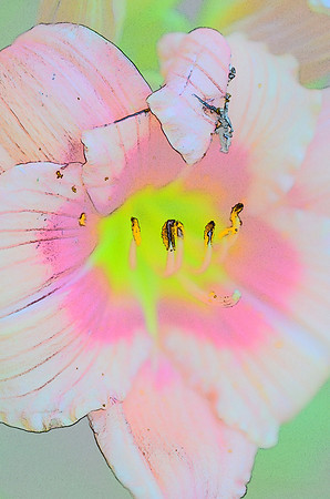 Pink lily sketch 3001