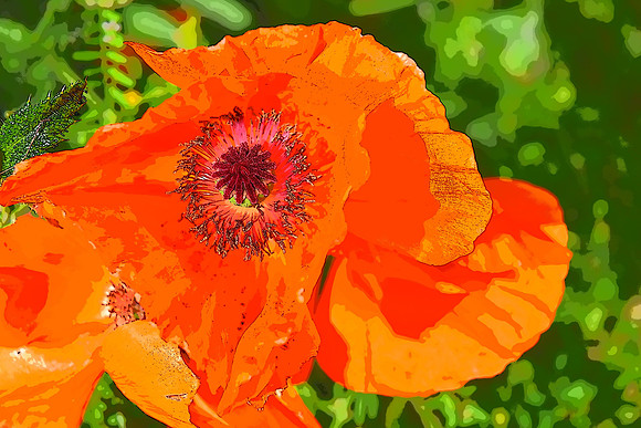 Prange Poppy PI