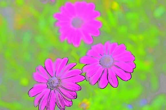 Purple daisy sketch 3001