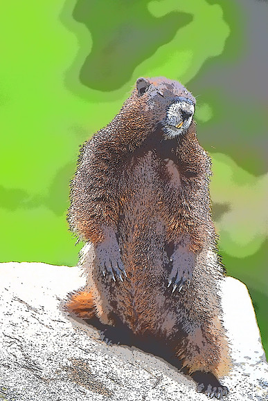 Poising Marmot