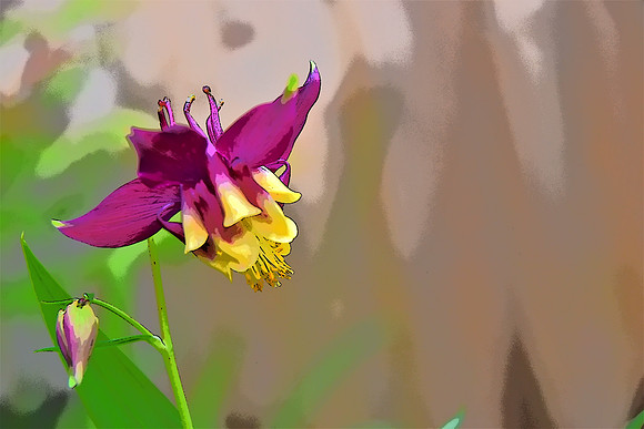 Purple yellow columbine PI 5