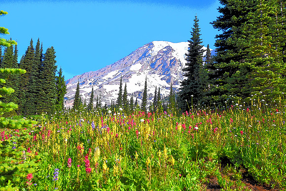Rainier and Flowers A