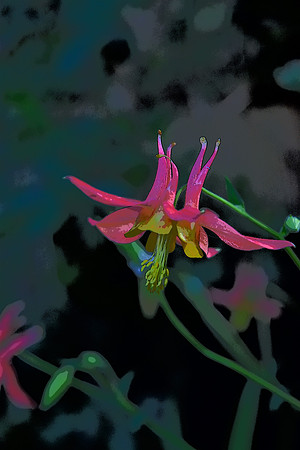 Red Columbine PI 3
