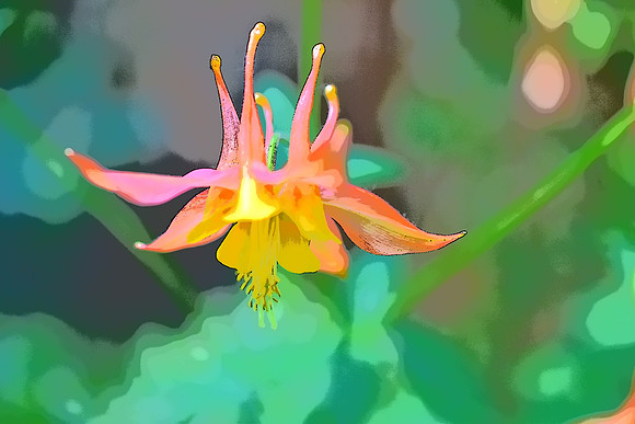 Red Columbine PI
