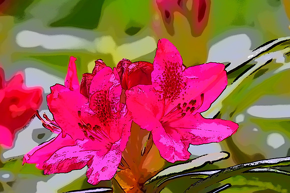 Red Rhody PI