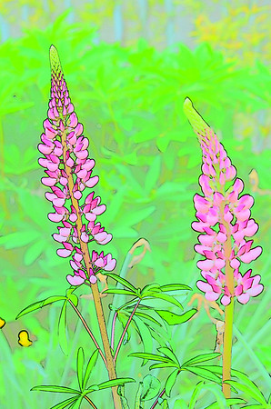 Red Lupine sketch