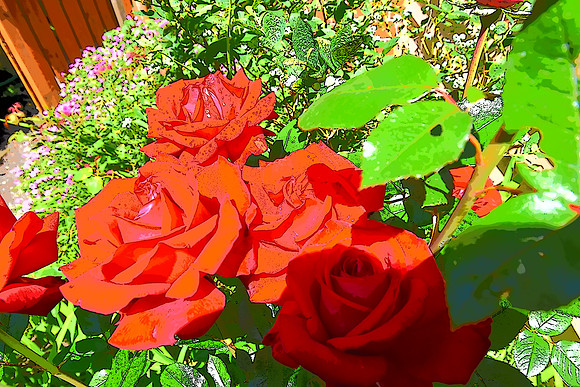 Red Roses