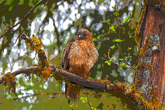 Red-Tailed Hawk Photo Illustration perched