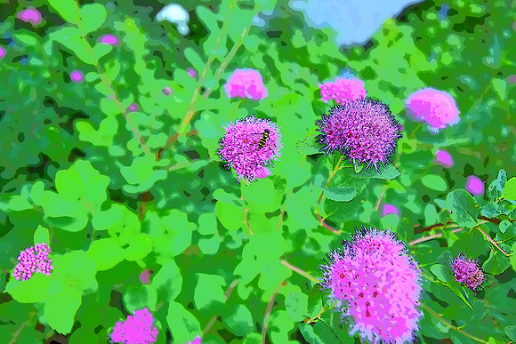 Rosey Spirea 3