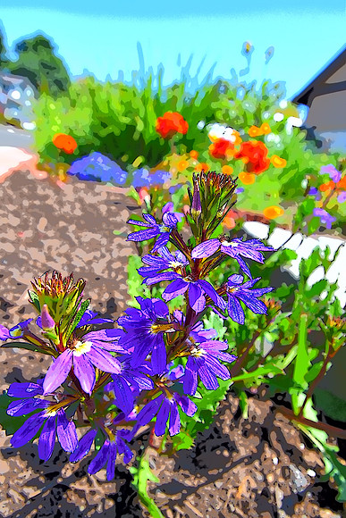 Russian Sage