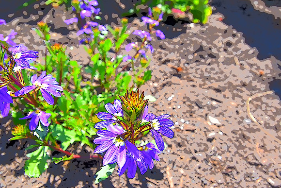 Scaevola