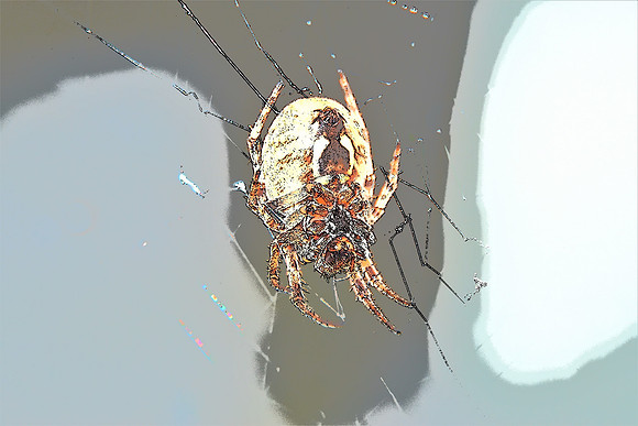 Spider PI