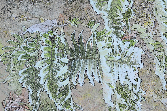 snow fern sketch  068