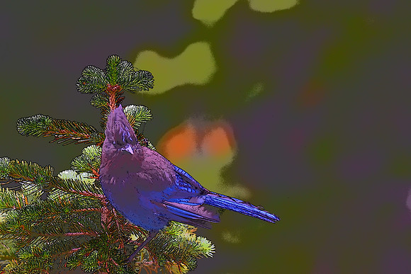 Stellers Jay
